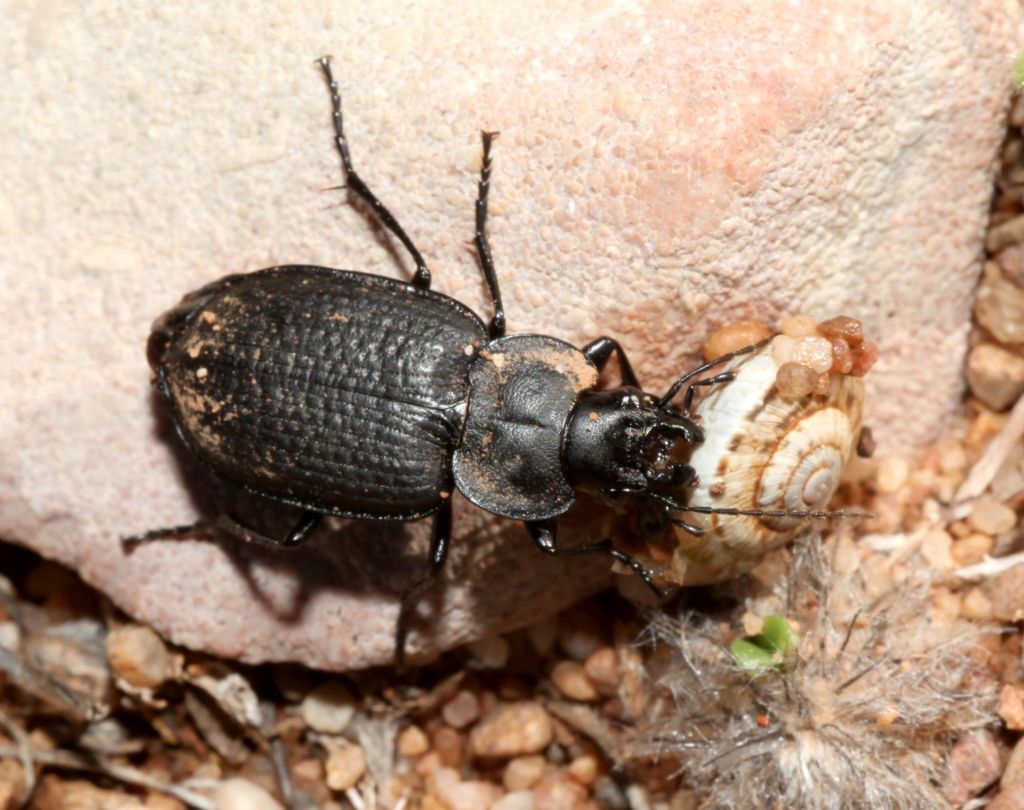 Carabidae:  Licinus punctatulus