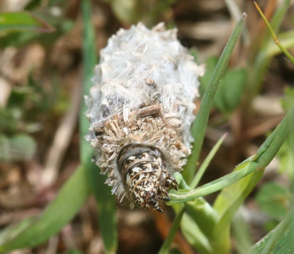 Phalacropterix sp., Psychidae