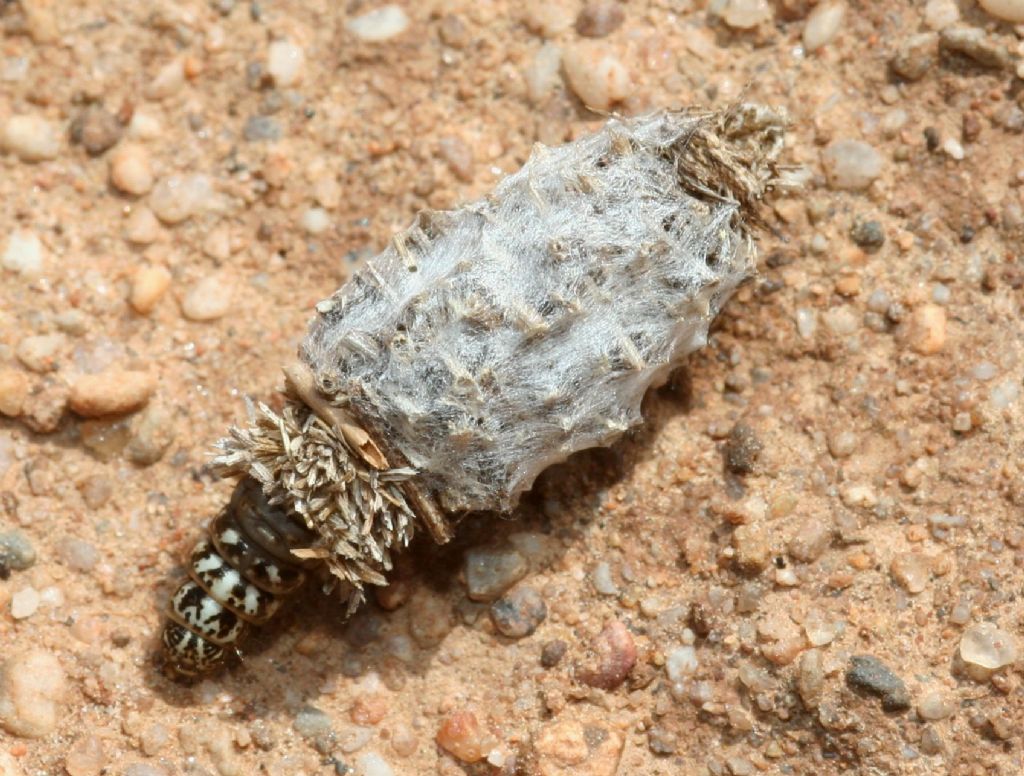 Phalacropterix sp., Psychidae