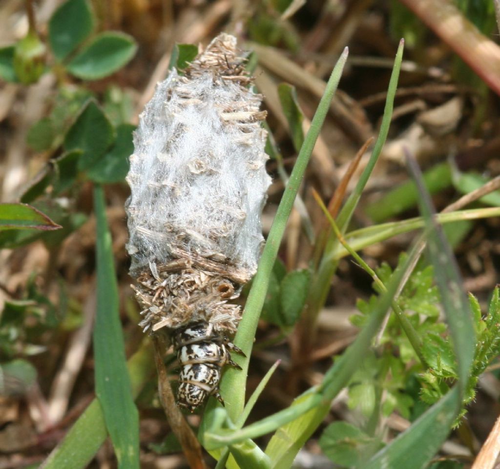 Phalacropterix sp., Psychidae