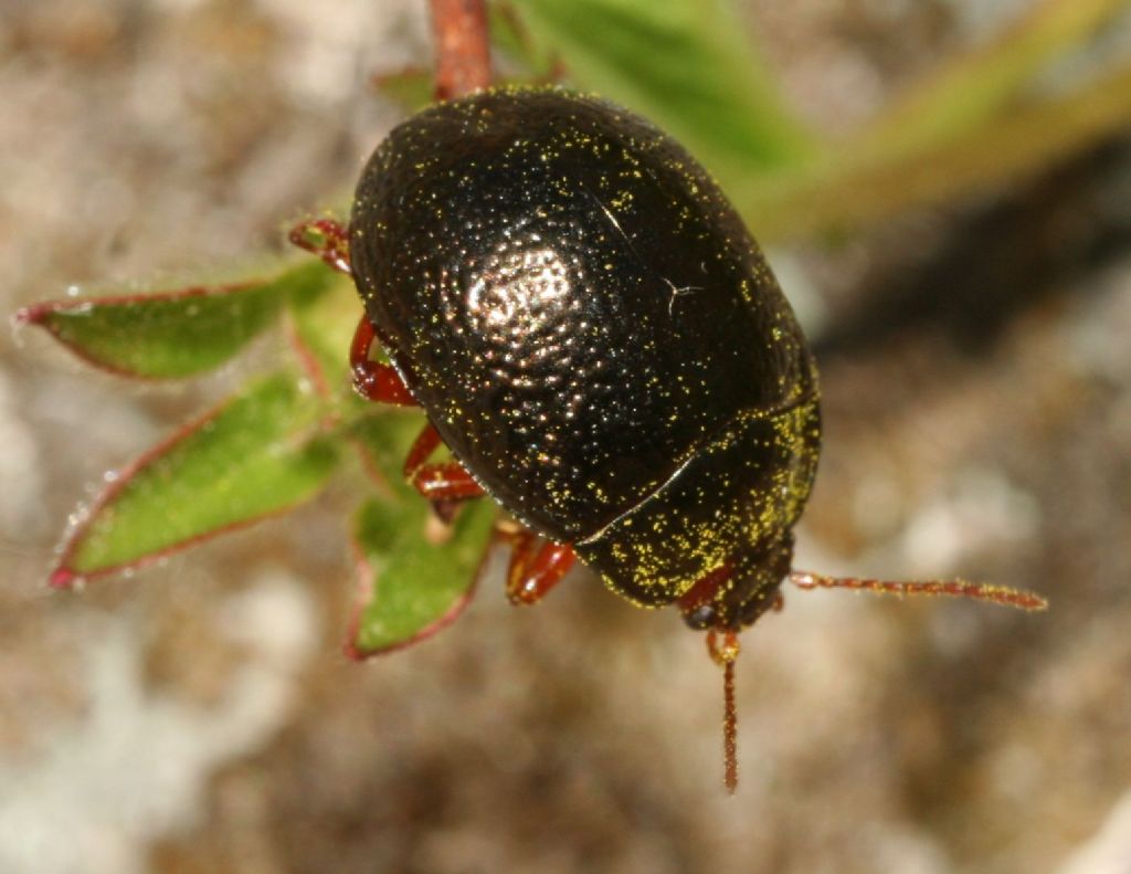 Chrysomelidae, Chrysolina bankii? S.