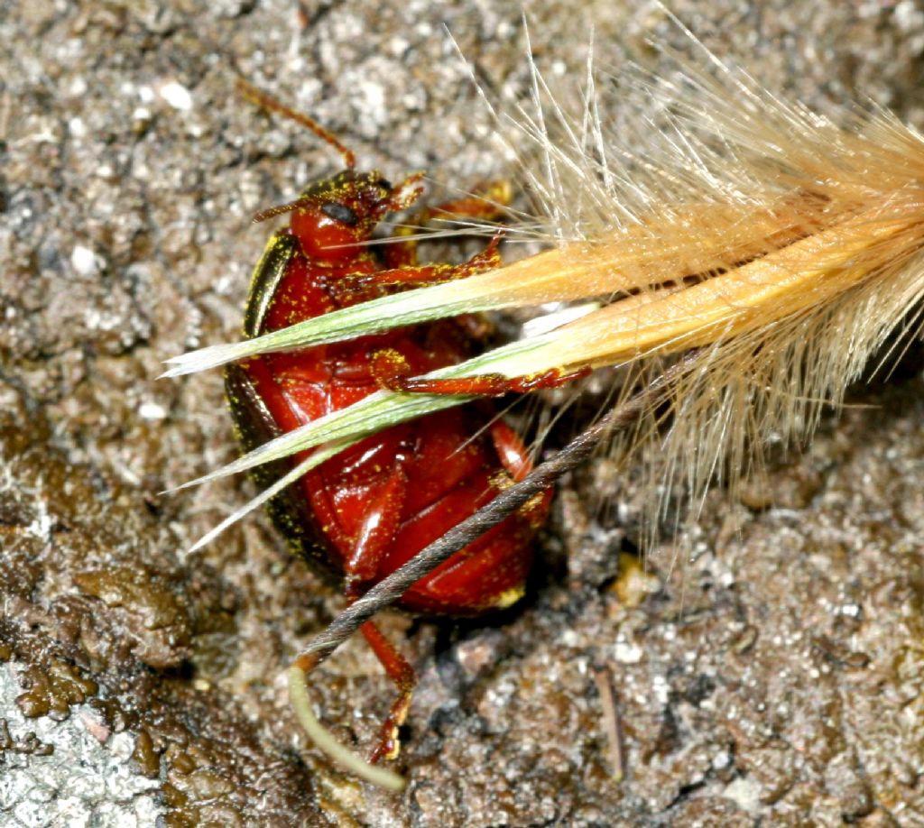 Chrysomelidae, Chrysolina bankii? S.