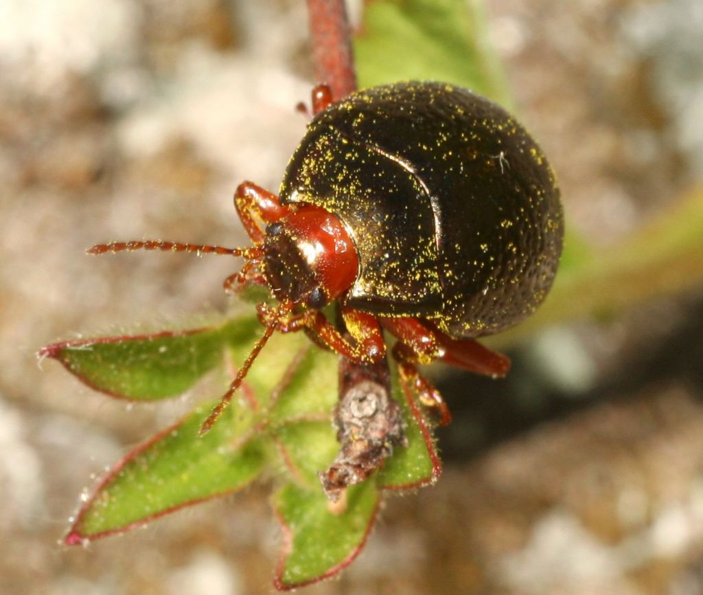 Chrysomelidae, Chrysolina bankii? S.