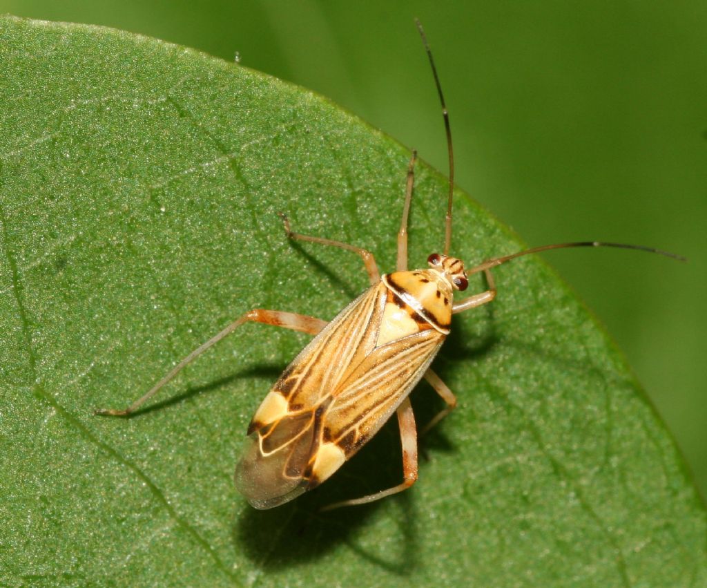 Miridae: Rhabdomiris striatellus della Sardegna