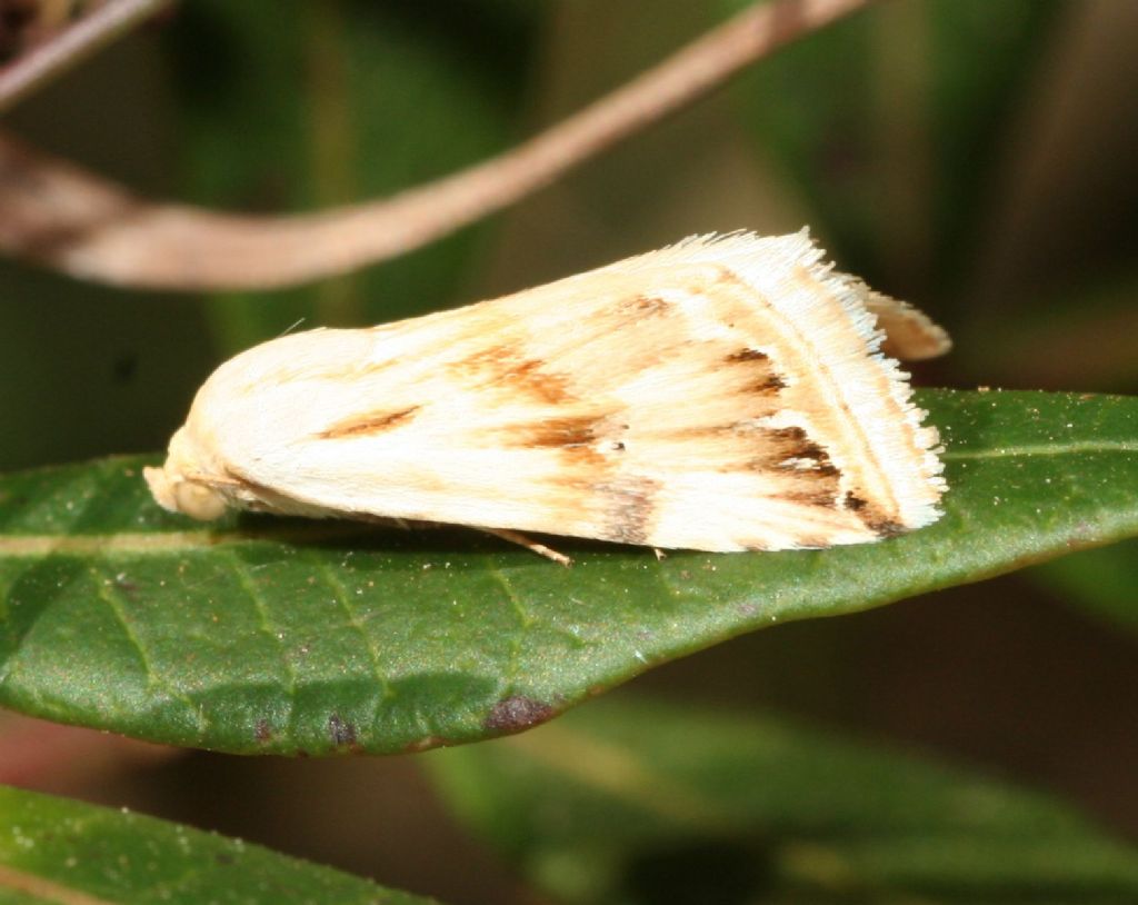 Da determinare - Eublemma ostrina