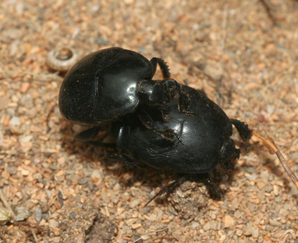 Saprinus caerulescens (cf), Histeridae