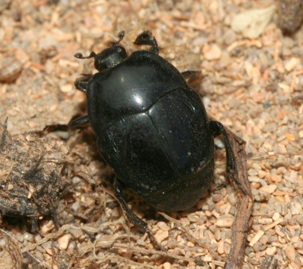 Saprinus caerulescens (cf), Histeridae