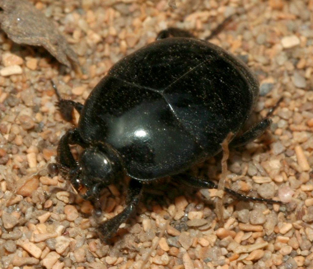 Saprinus caerulescens (cf), Histeridae