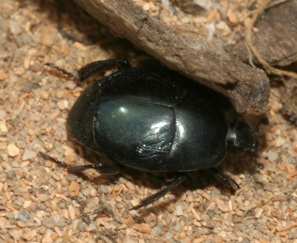 Saprinus caerulescens (cf), Histeridae