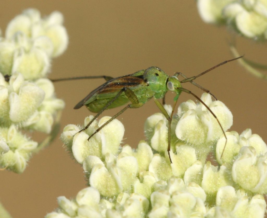 Miridae:Closterotomus norwegicus - Villanova Monteleone (SS)