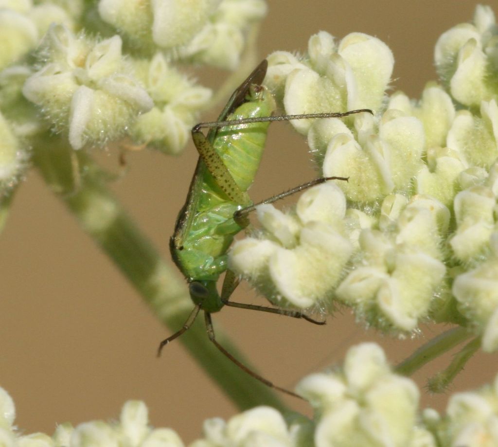 Miridae:Closterotomus norwegicus - Villanova Monteleone (SS)