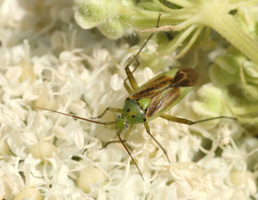 Miridae:Closterotomus norwegicus - Villanova Monteleone (SS)