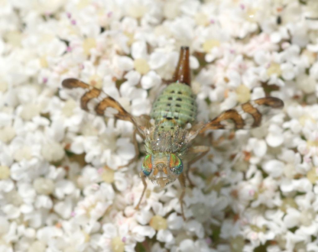 Tephritidae: Chaetostomella cylindrica.