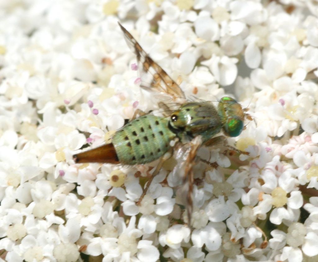 Tephritidae: Chaetostomella cylindrica.