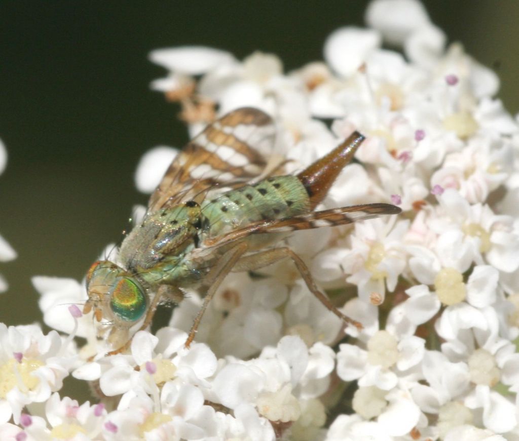 Tephritidae: Chaetostomella cylindrica.