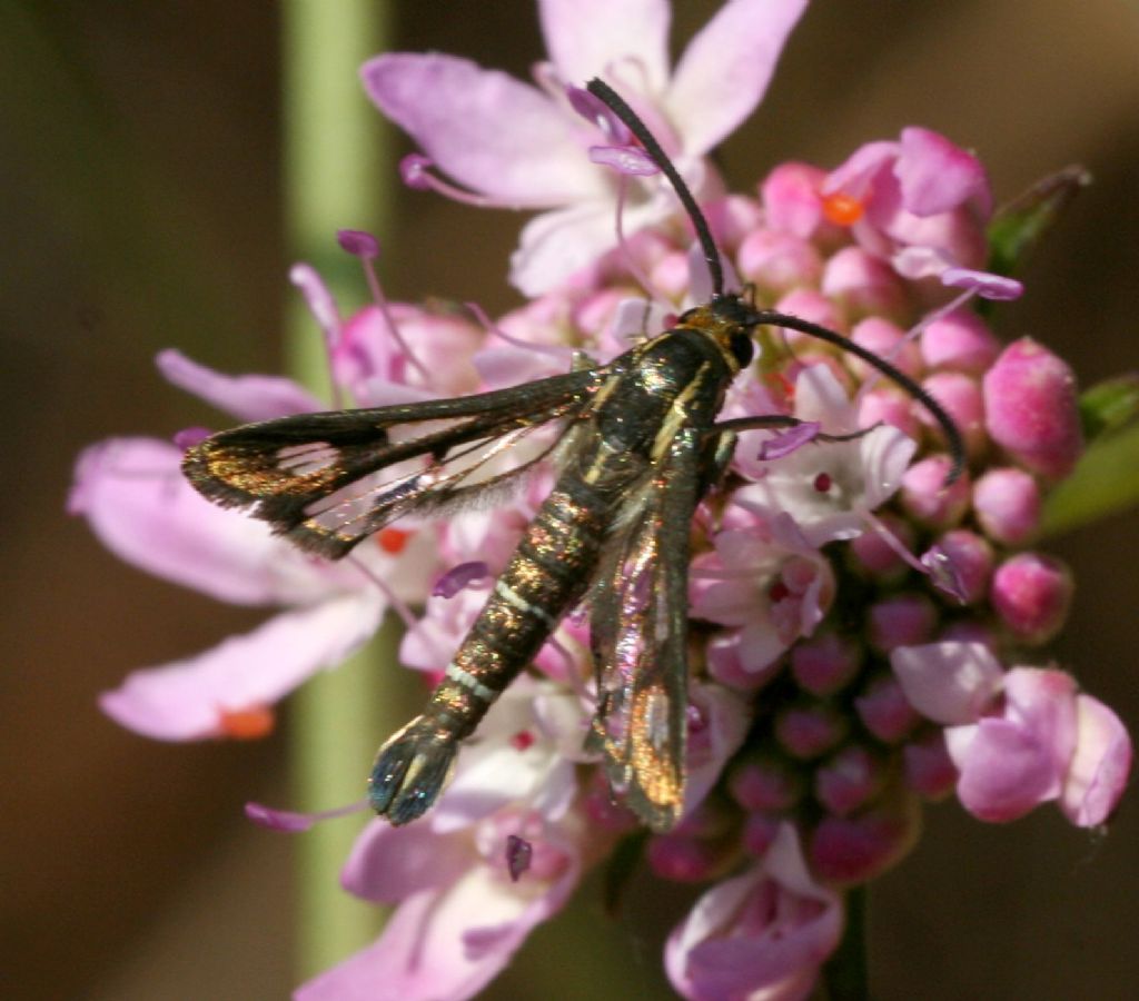 Sesiidae - Synanthedon sp.