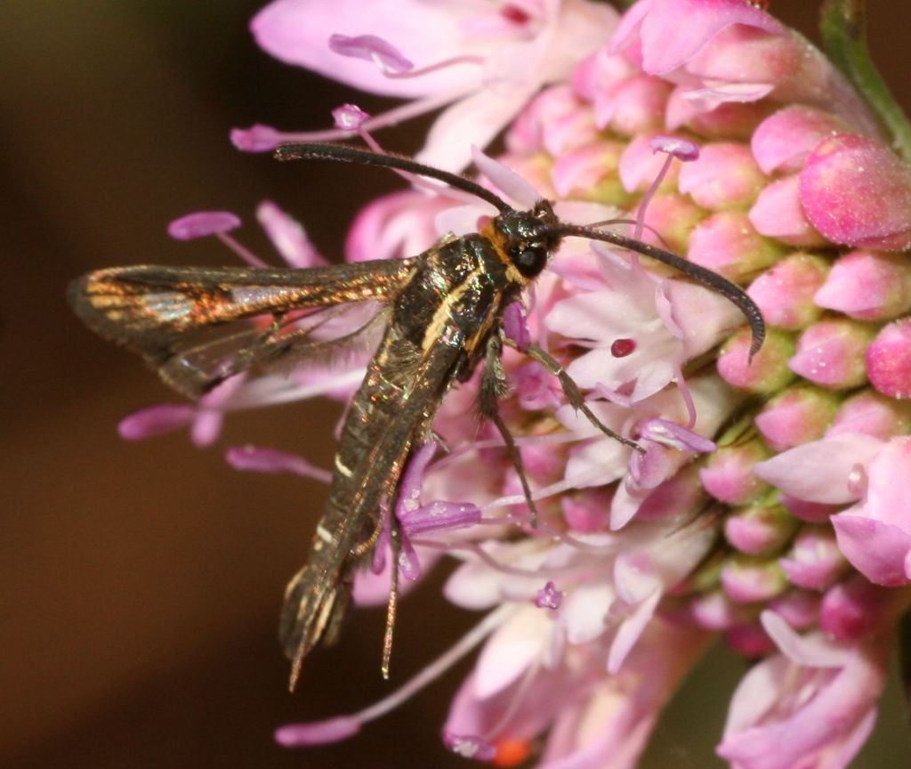 Sesiidae - Synanthedon sp.