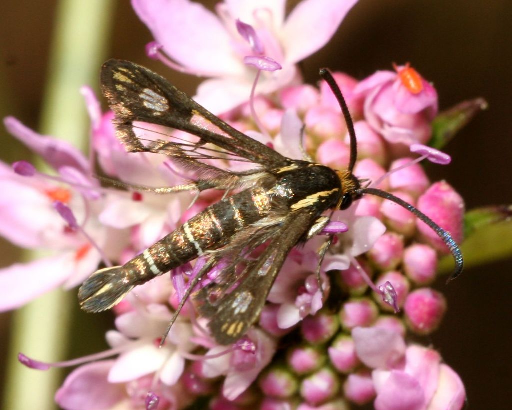 Sesiidae - Synanthedon sp.