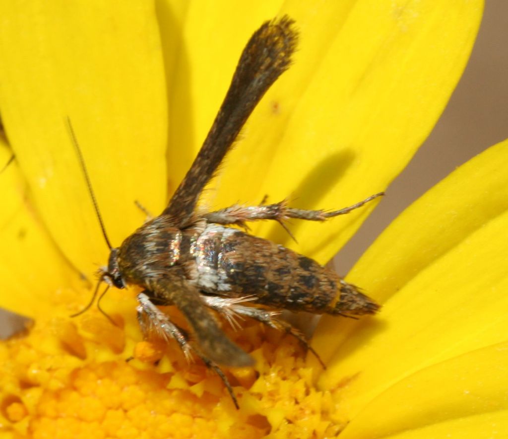 Sesiidae 2 - Microsphecia tineiformis