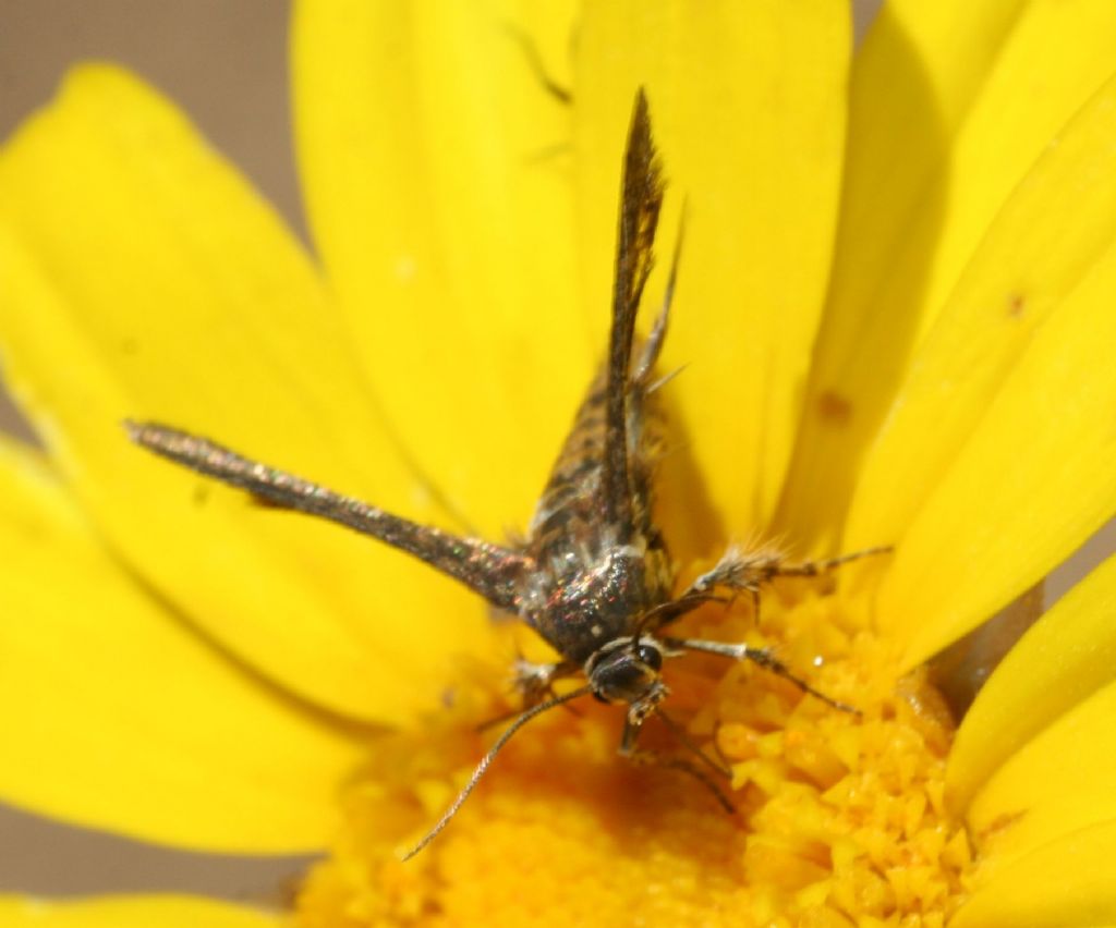 Sesiidae 2 - Microsphecia tineiformis