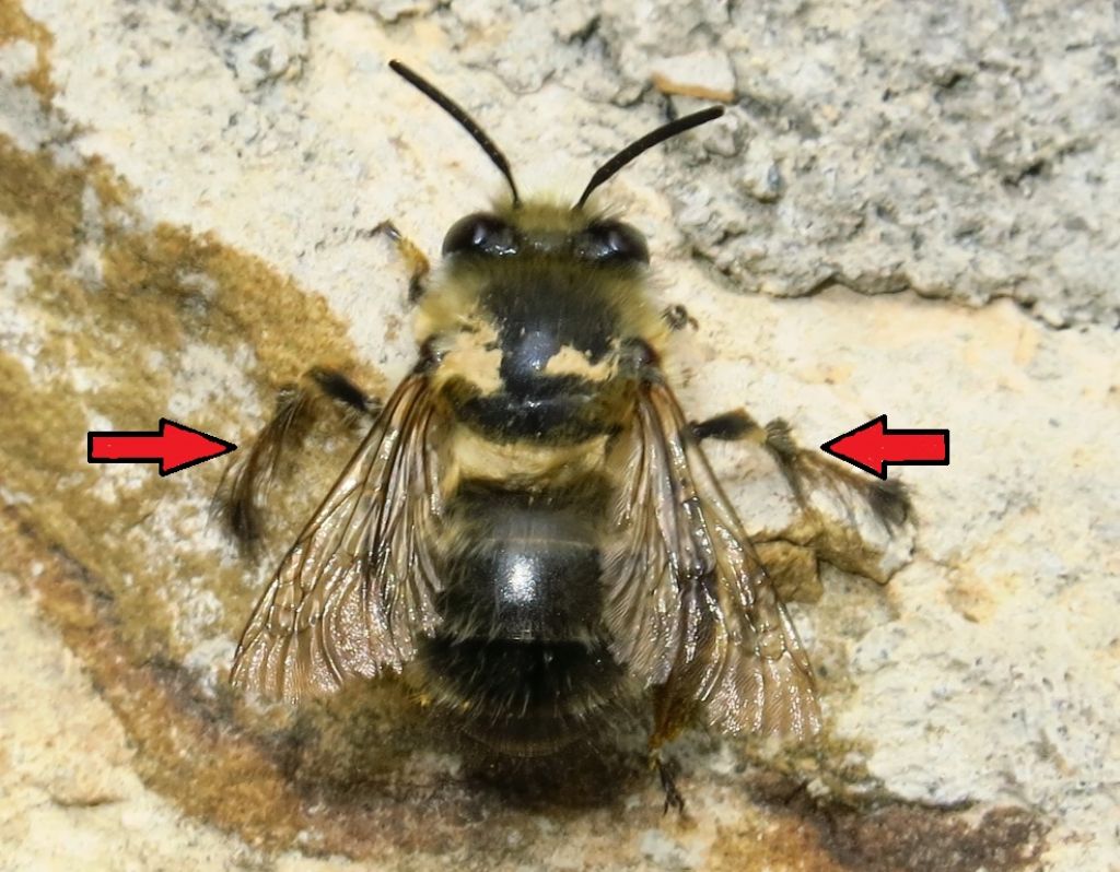 Apidae Megachilinae?  No, Apidae Anthophorinae:  Anthophora plumipes, maschio