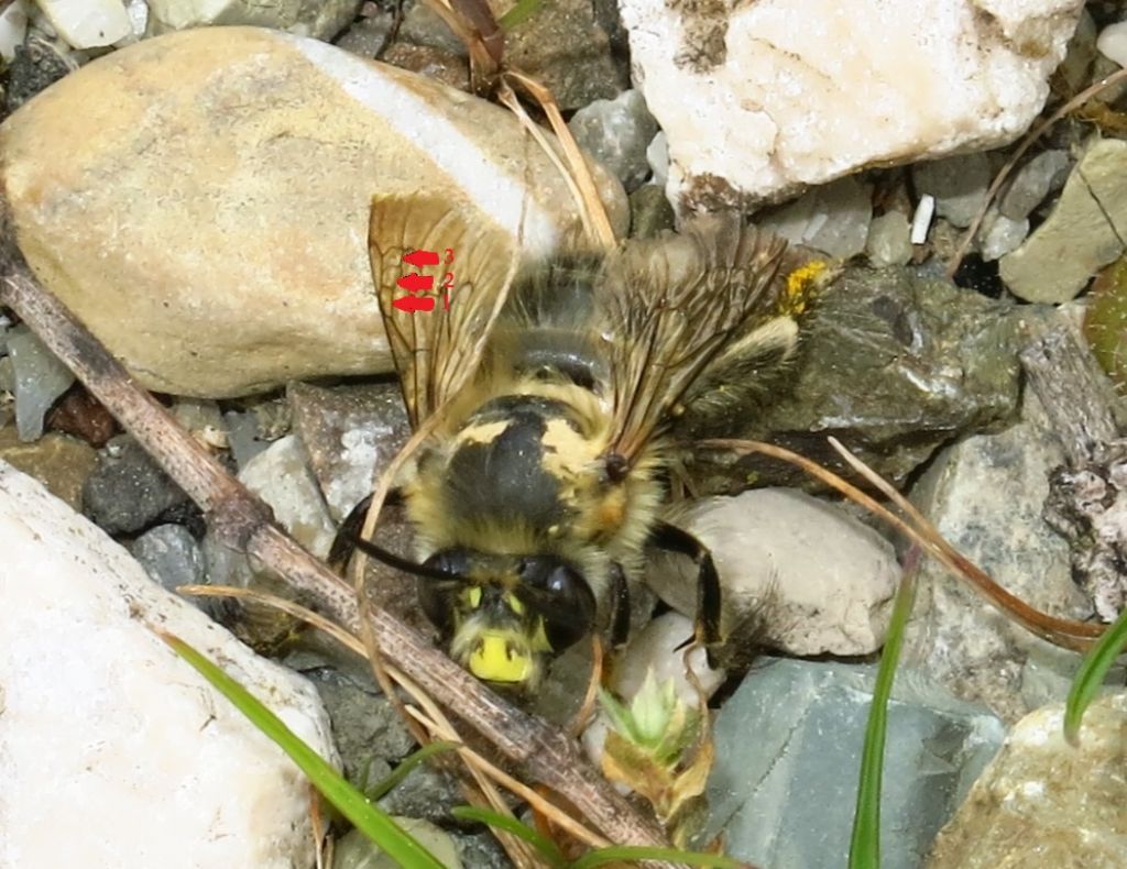 Apidae Megachilinae?  No, Apidae Anthophorinae:  Anthophora plumipes, maschio