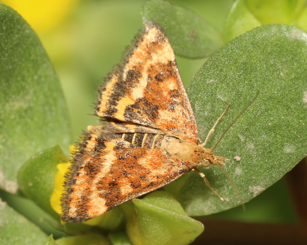 Piccola sull''erba porcellana - Pyrausta despicata