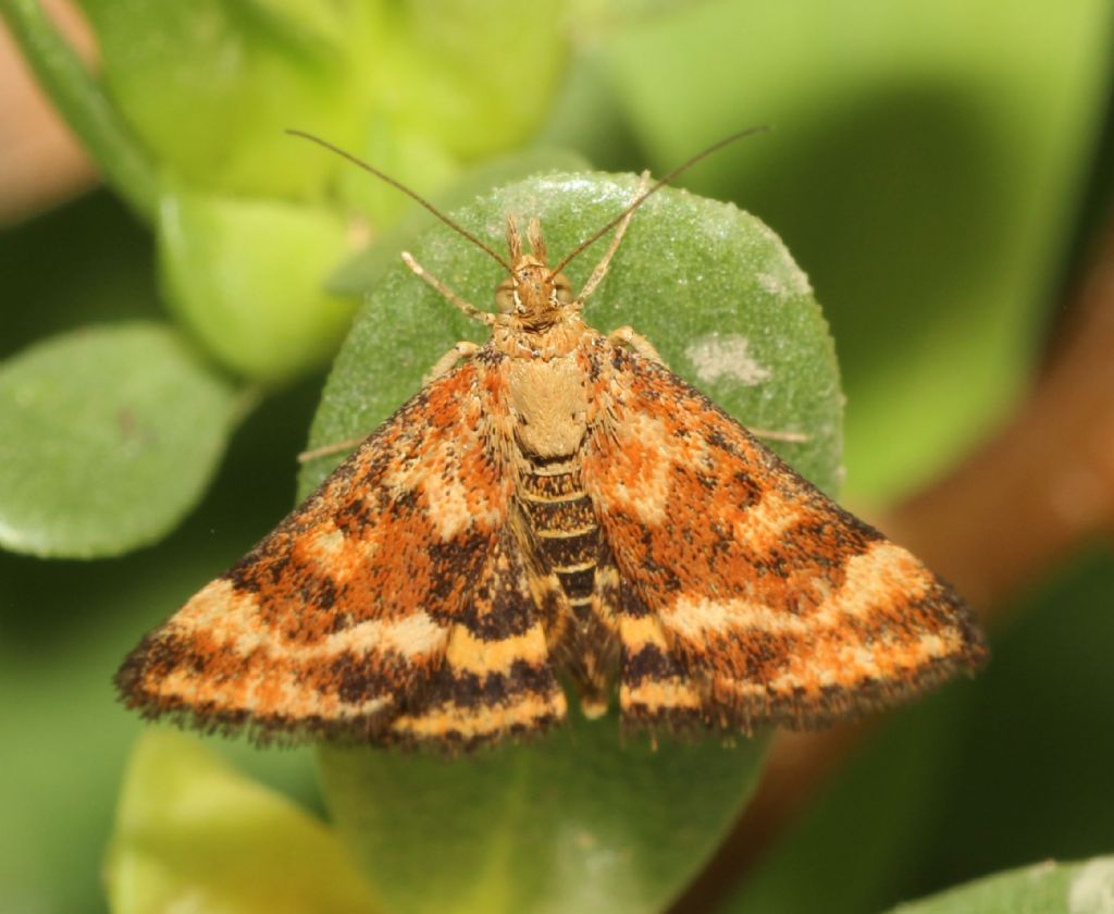 Piccola sull''erba porcellana - Pyrausta despicata