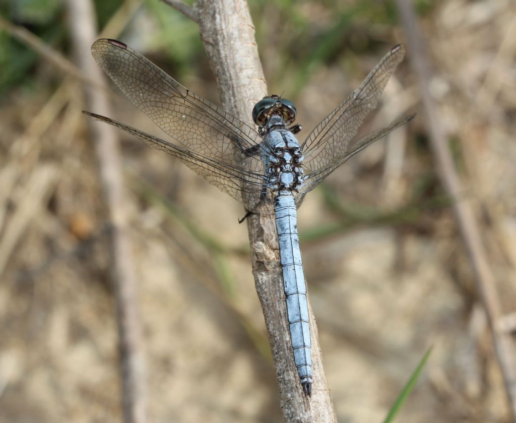 Maschio di Orthetrum coerulescens anceps?