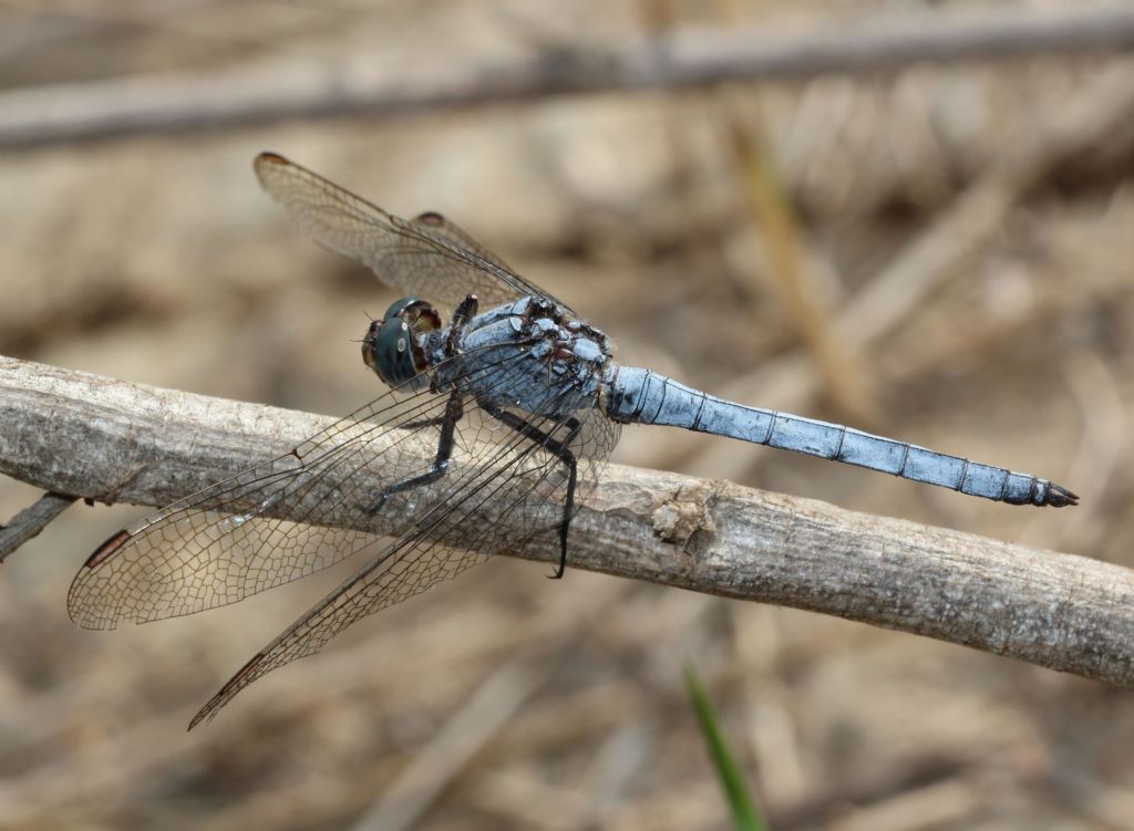 Maschio di Orthetrum coerulescens anceps?