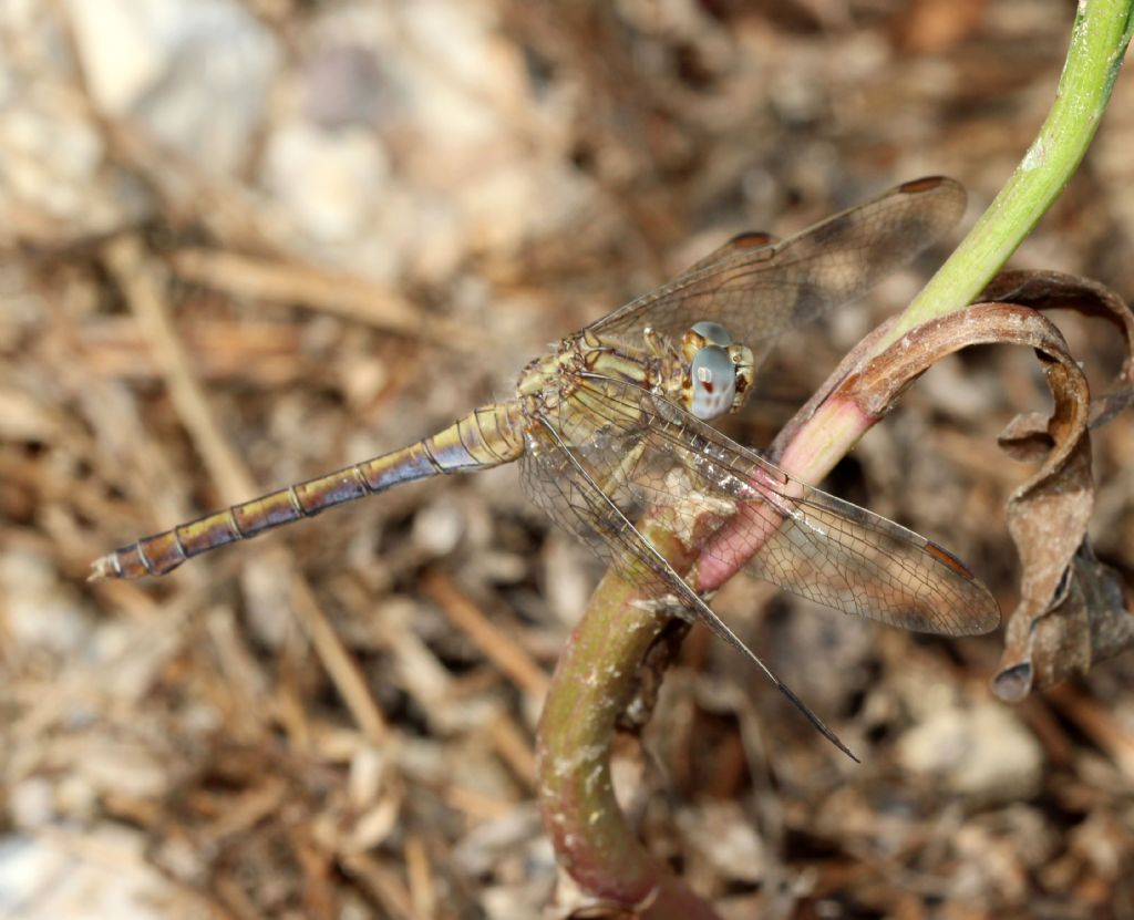 Orthetrum coerulescens anceps Femmina