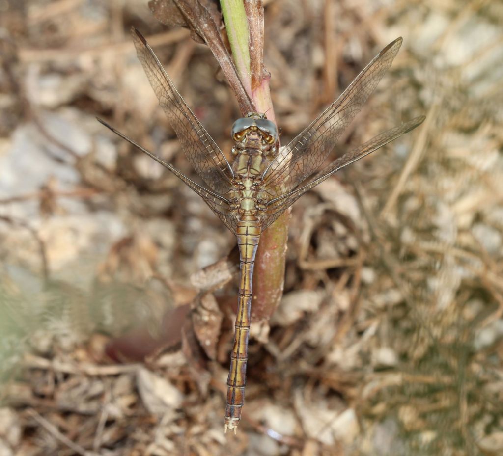 Orthetrum coerulescens anceps Femmina