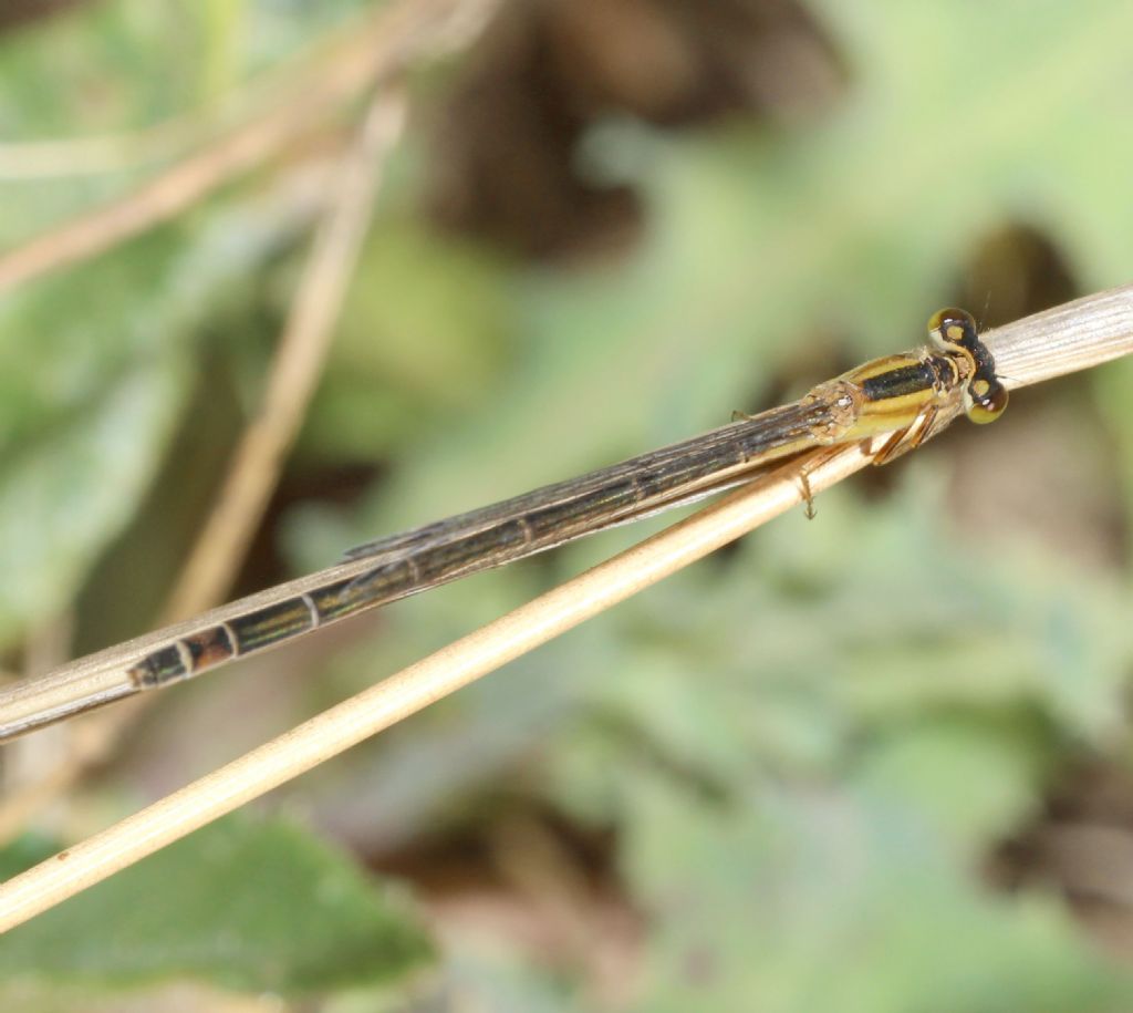 Ischnura genei forma rufescens-obsoleta ♀