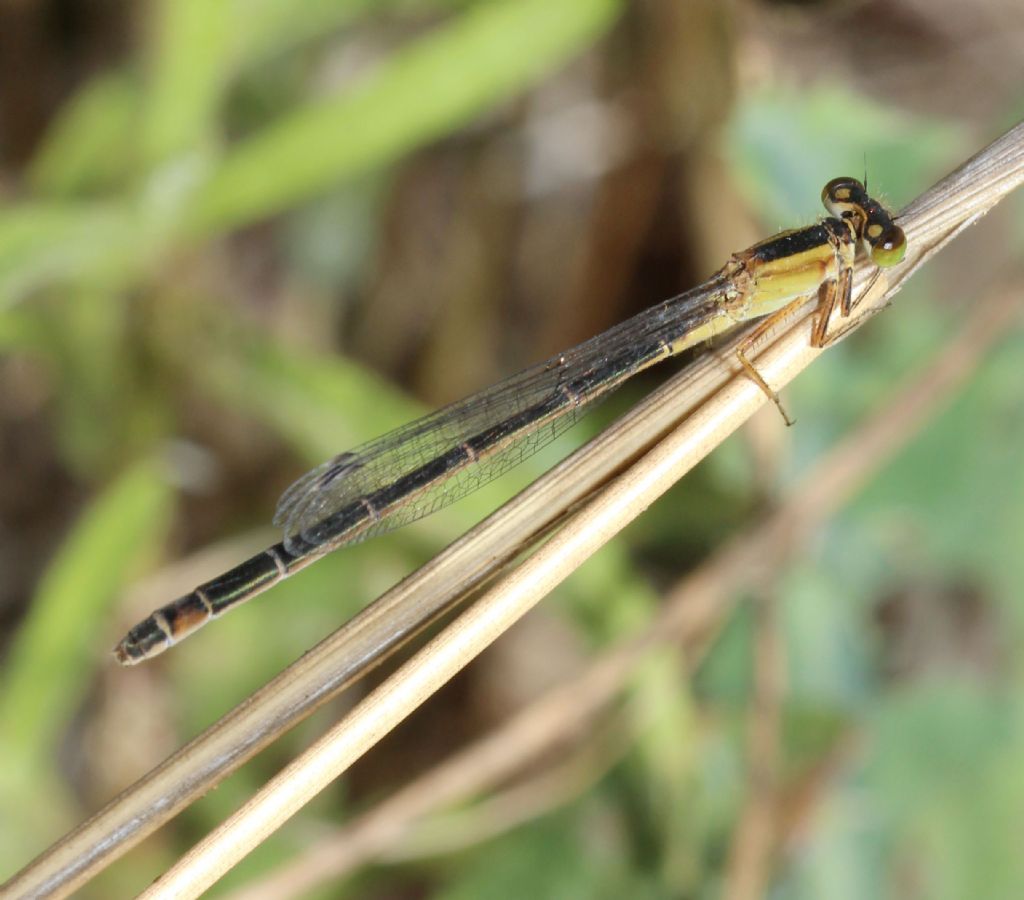 Ischnura genei forma rufescens-obsoleta ♀