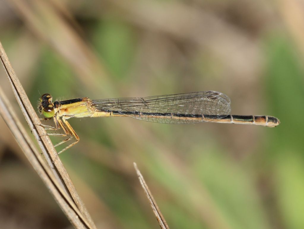 Ischnura genei forma rufescens-obsoleta ♀