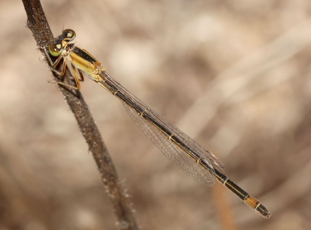 Ischnura genei forma rufescens-obsoleta ♀