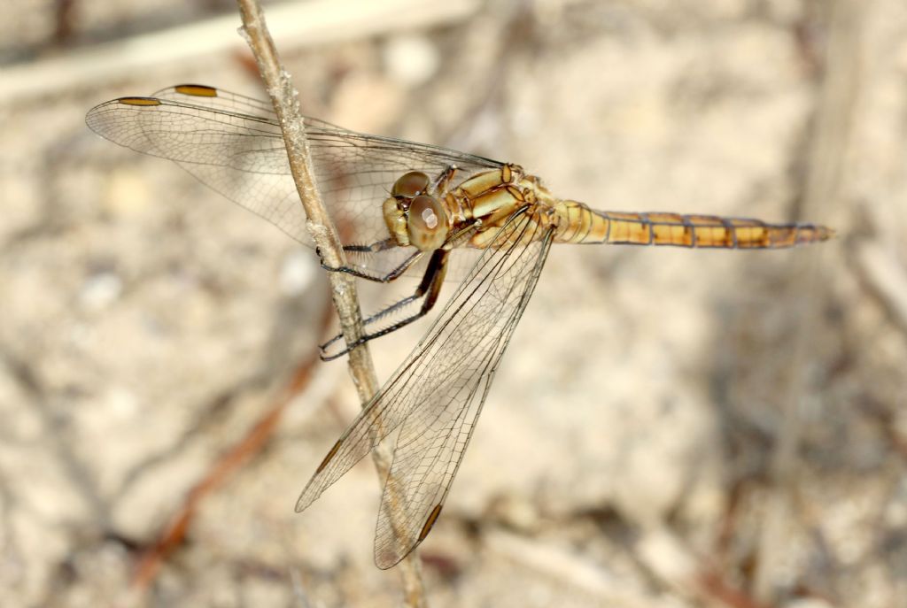 Femmina di Orthetrum?