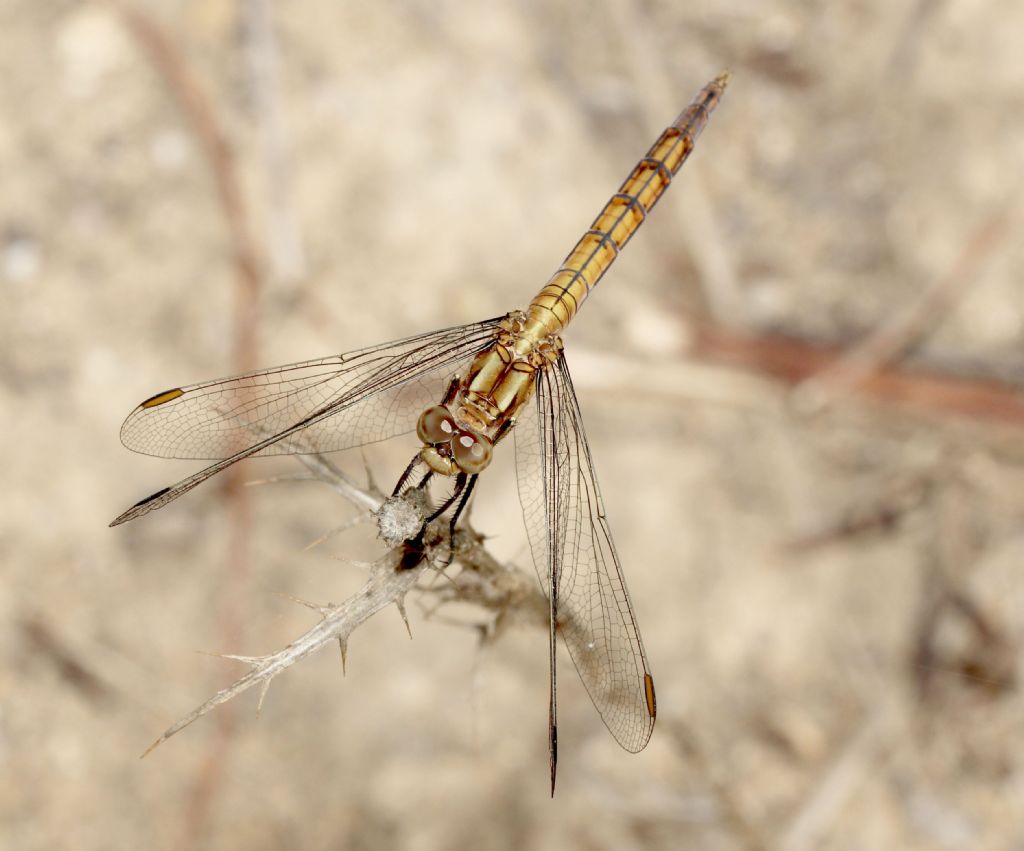 Femmina di Orthetrum?