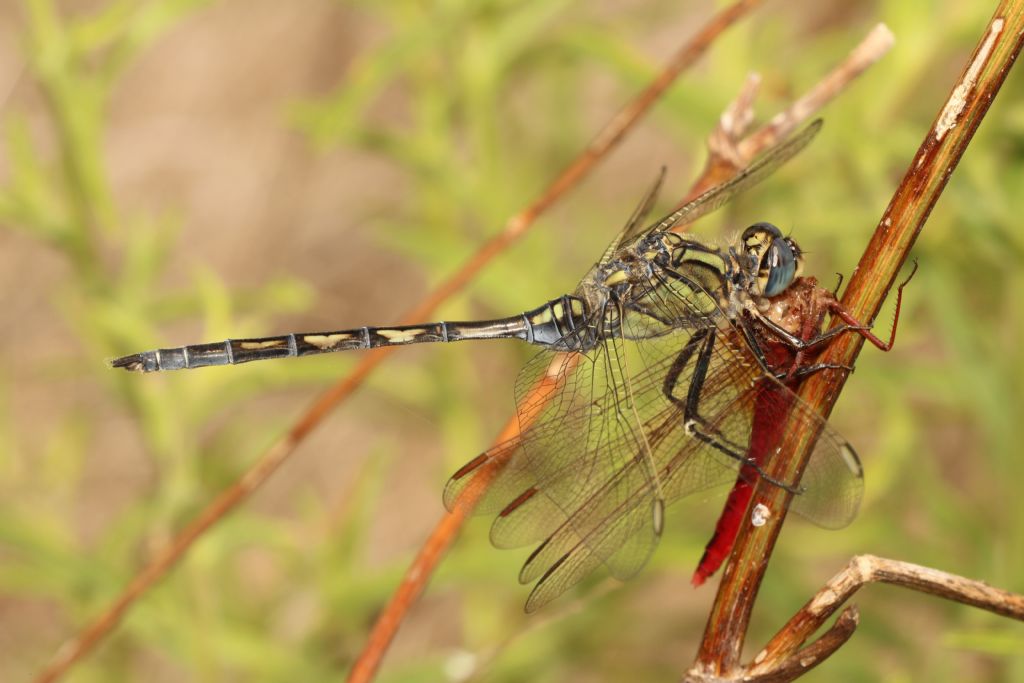 Crocothemis erytraea predata da Orthetrum trinacria