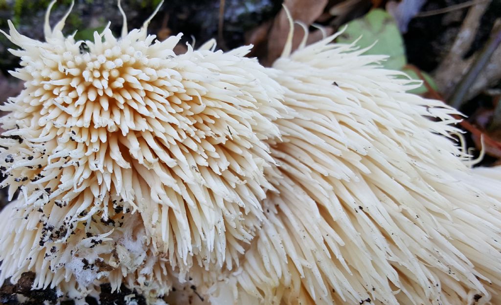 Mai visto:  Hericium erinaceus