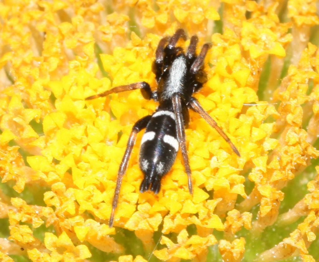 Gnaphosidae: Aphantaulax sp. - retroduna di Baratz/Porto Ferro (SS)