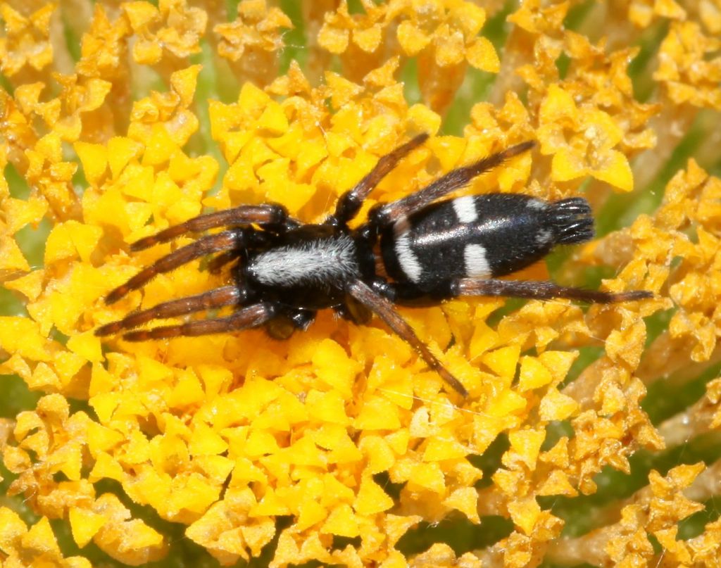 Gnaphosidae: Aphantaulax sp. - retroduna di Baratz/Porto Ferro (SS)