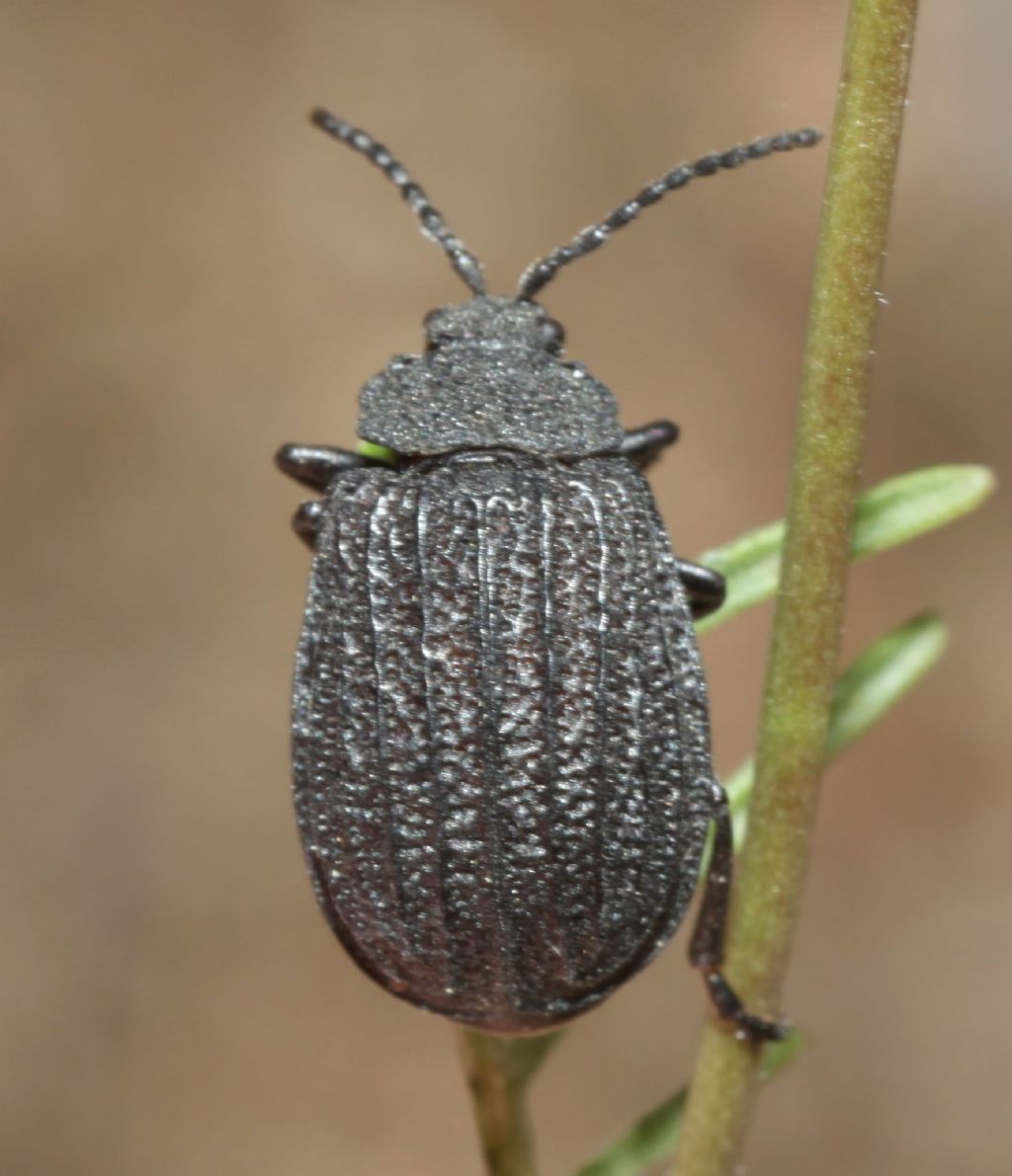 Chrysomelidae, Galeruca sardoa