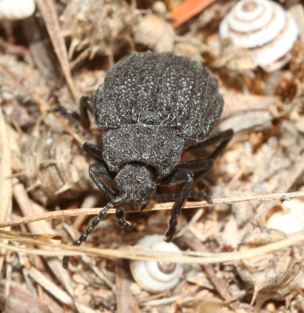 Chrysomelidae, Galeruca sardoa