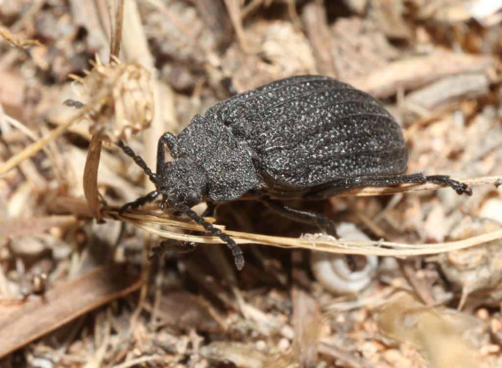 Chrysomelidae, Galeruca sardoa