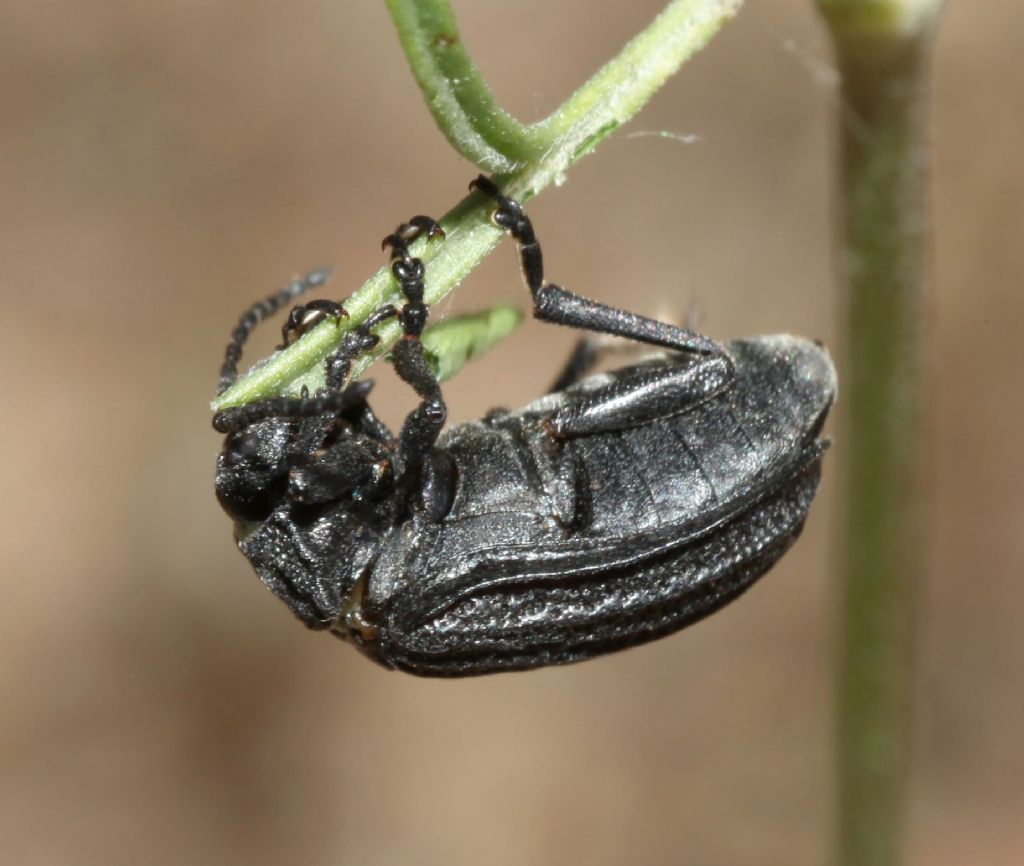 Chrysomelidae, Galeruca sardoa