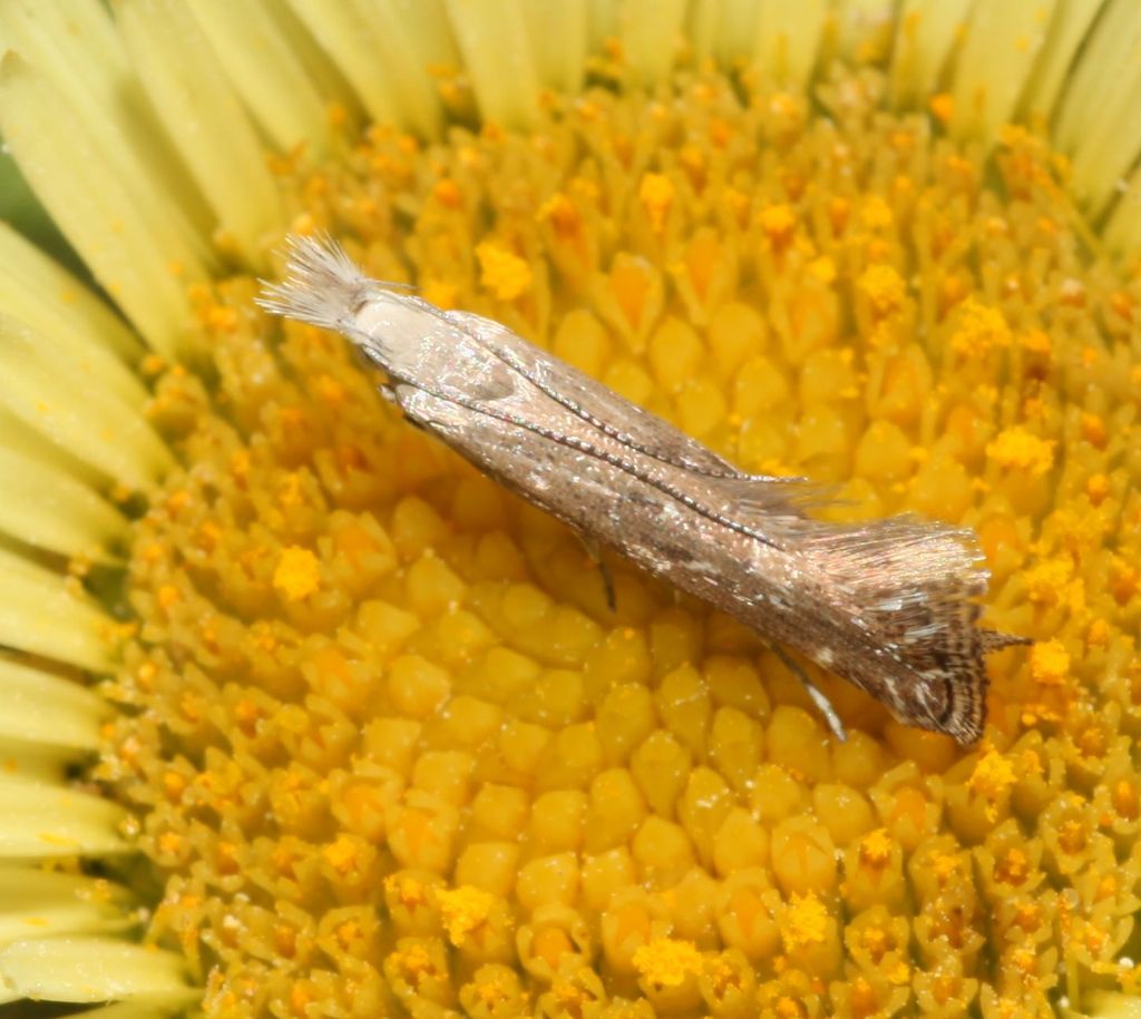 Crambidae? No, Gelechiidae - Isophrictis sp