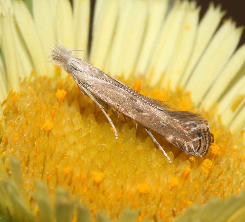 Crambidae? No, Gelechiidae - Isophrictis sp