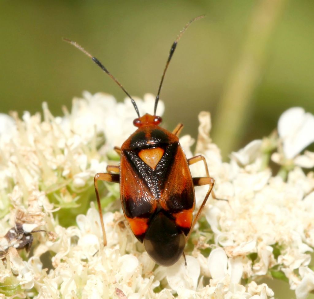 Miridae:   Deraeocoris ruber ?    S !