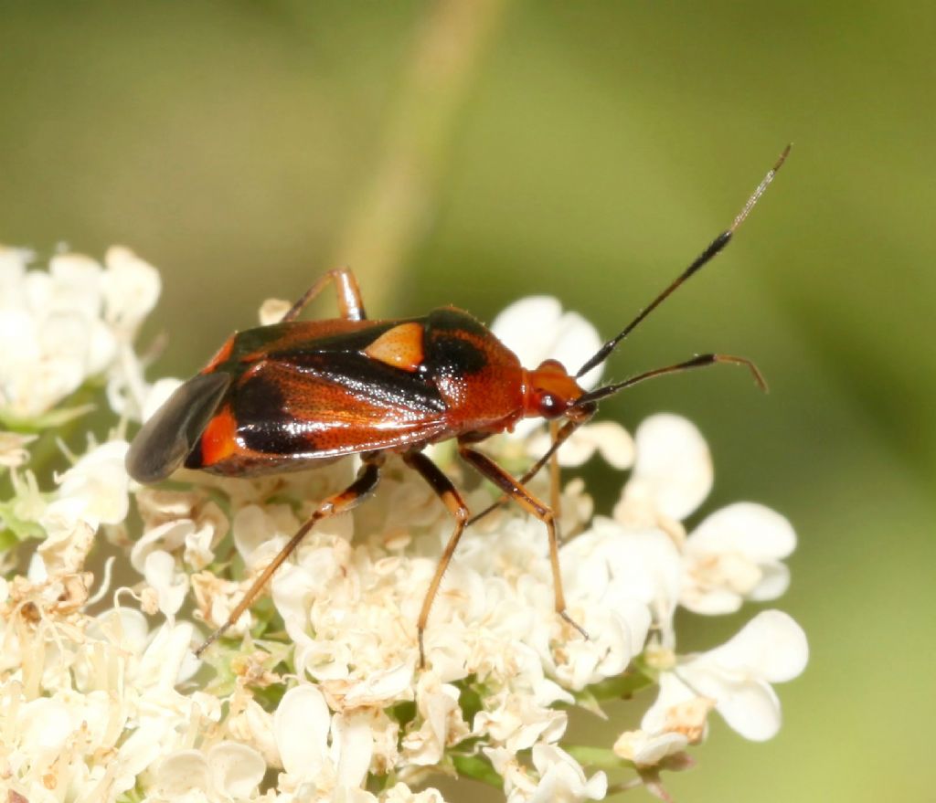 Miridae:   Deraeocoris ruber ?    S !